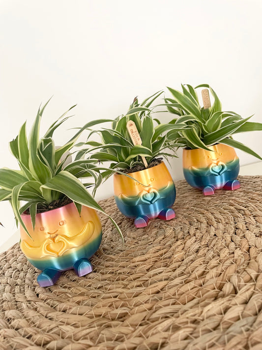 Happy plant - Limited Edition ‘Rainbow’